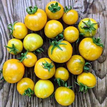 Purple Boy Green Micro Dwarf Tomato Purple Boy Green Micro Dwarf Tomato