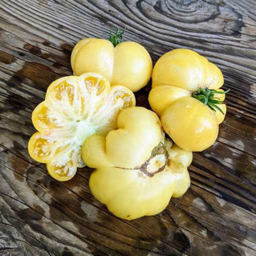 Unknown Variety 1 - 2024 Tomato Unknown Variety 1 - 2024 Tomato