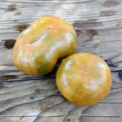 Meraki Ochre Square Tomato-Meraki Seeds