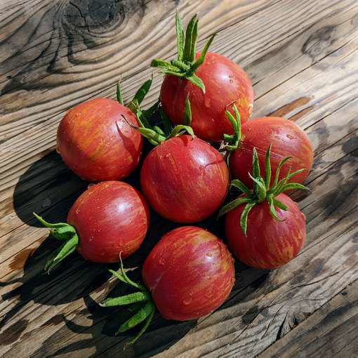 Meraki’s Pretty Queen Tomato-Meraki Seeds