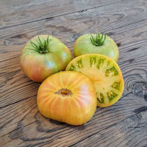 Idaho Gem NOT Dwarf Tomato