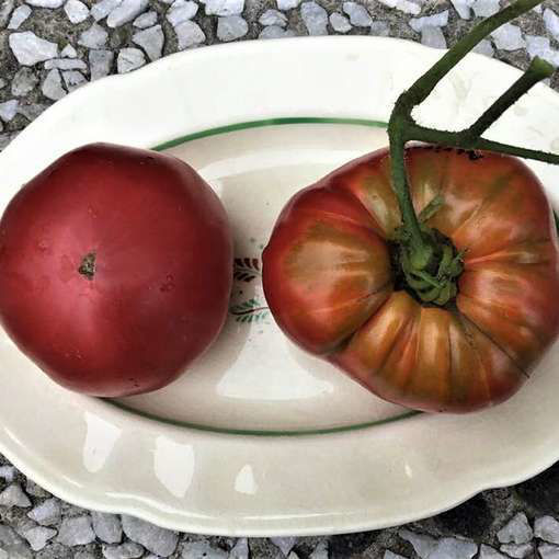 African Queen Beefsteak Tomato