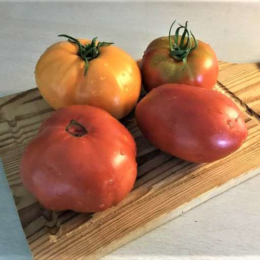 Arkashin Beefsteak Tomato