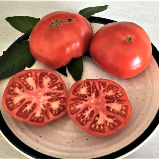 Aunt Lou's Underground Railroad Beefsteak Tomato