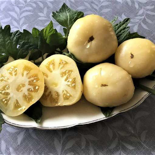 Beauté Blanche Beefsteak Tomato