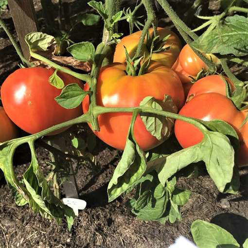 Bisonhertz Beefsteak Tomato