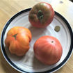Bisonhertz Beefsteak Tomato