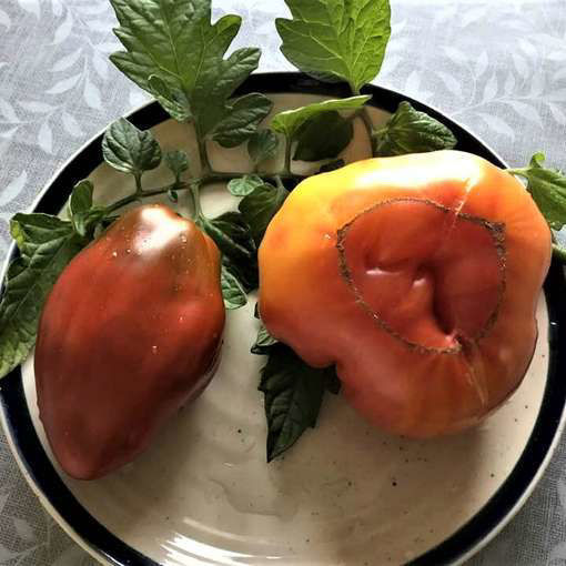 Cuban Like Pepper Tomato