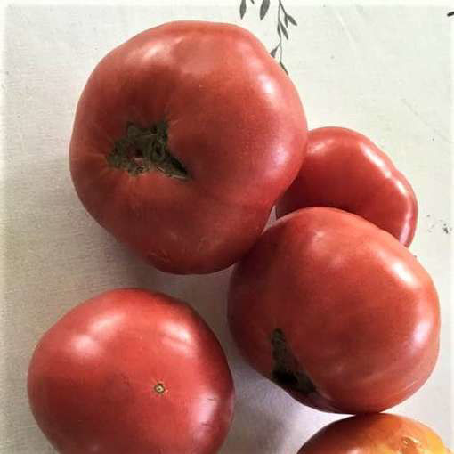 Dikaya Roza Beefsteak Tomato