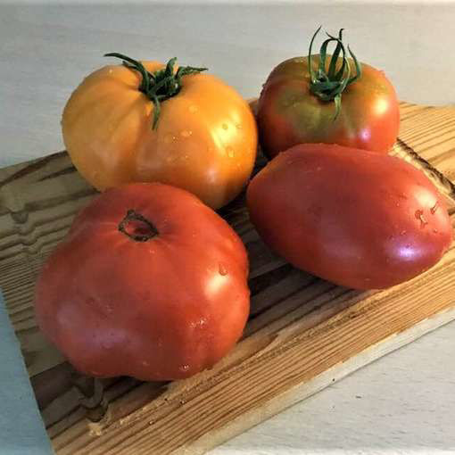 George's Greek Beefsteak Tomato