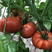 Gigante Farina Beefsteak Tomato