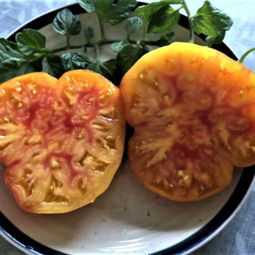 Grandma Viney's Yellow and Pink Beefsteak Tomato