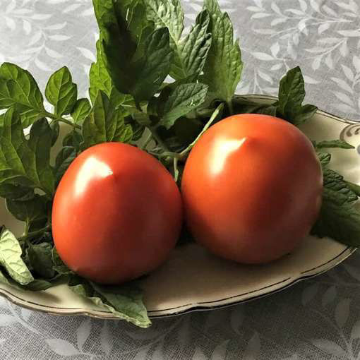 Gulliver Bush Tomato