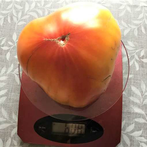 Honey Giant Beefsteak Tomato