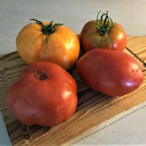 Jantar Beefsteak Tomato
