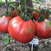 Krymskaya Roza Tomato