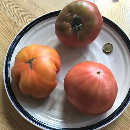 Liften Yellow Beefsteak Tomato