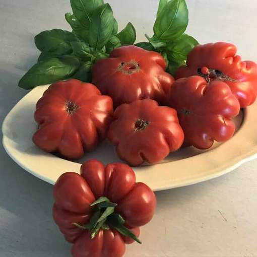 Pisanello Tomato