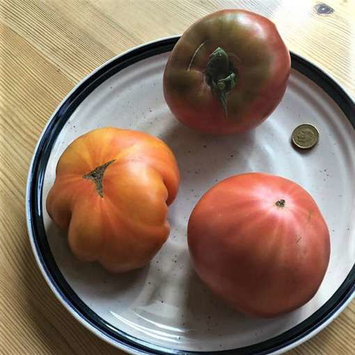 Gospozha Udacha Beefsteak Tomato