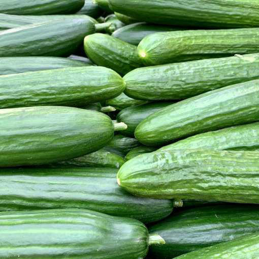 Shintokiwa Cucumber