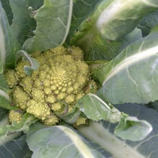 Romanesco Natalino Cauliflower