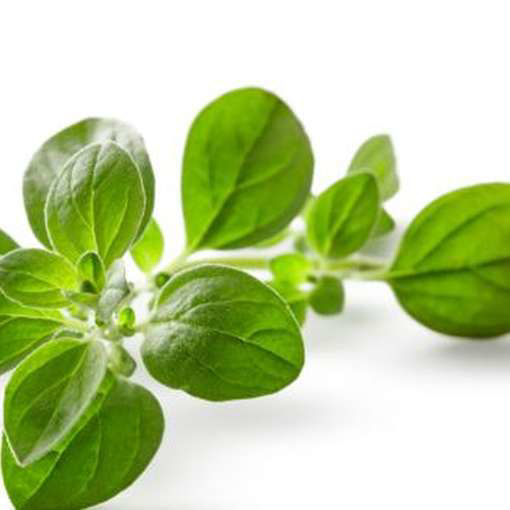 Oregano