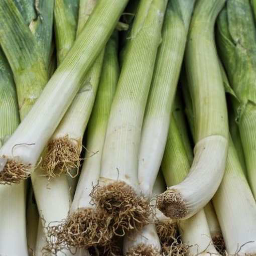 Leek Geant D´Hiver