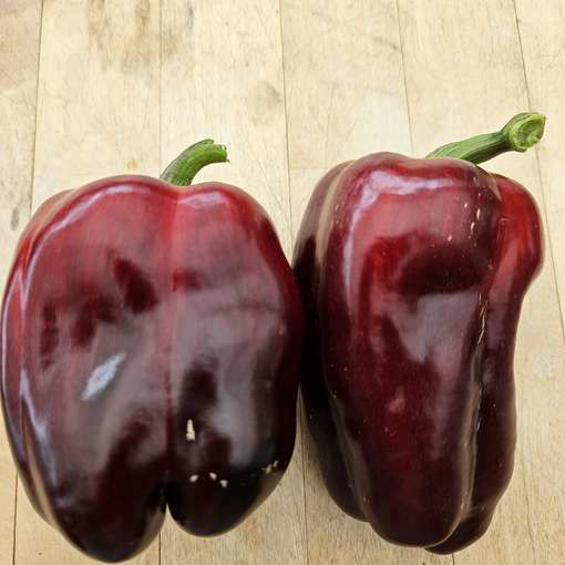 Lilac Sweet Pepper