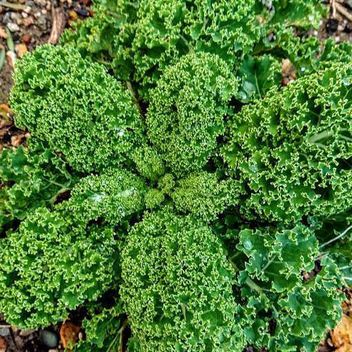 Kale Dwarf Green Curled