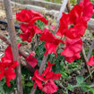 Villa Roma Scarlet Sweet Pea