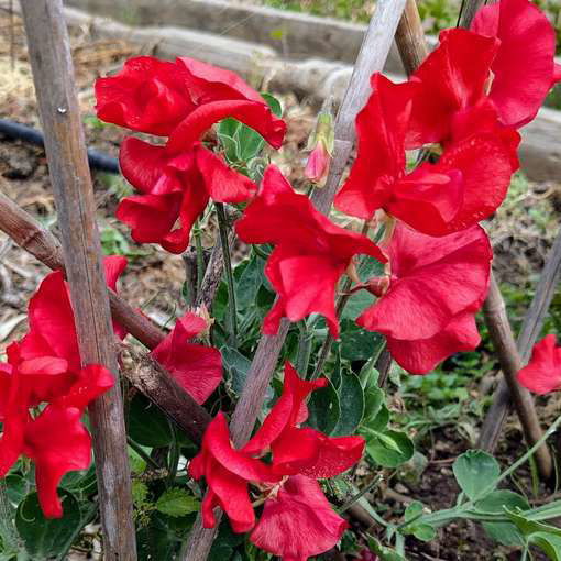 Villa Roma Scarlet Sweet Pea