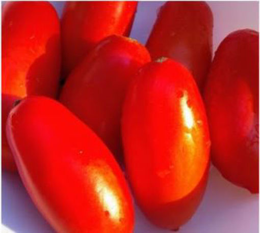 Zyska Bush Tomato