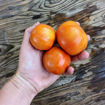 Ramallet Rodona Longkeeper Tomato