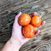 Ramallet Rodona Longkeeper Tomato