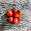 	Nina Neutron Micro Dwarf Tomato