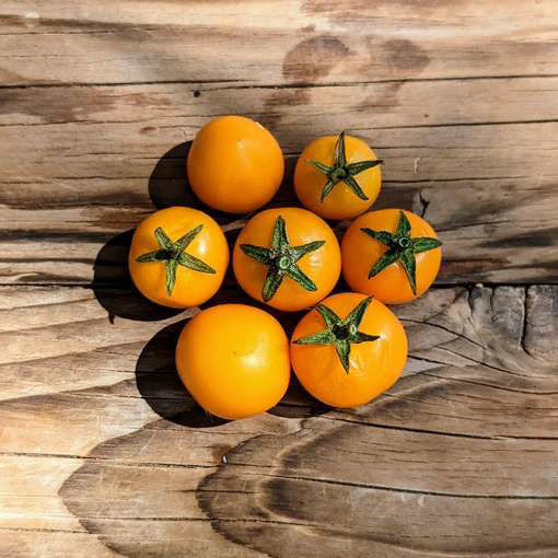 Micro Tom Gold Micro Dwarf Tomato