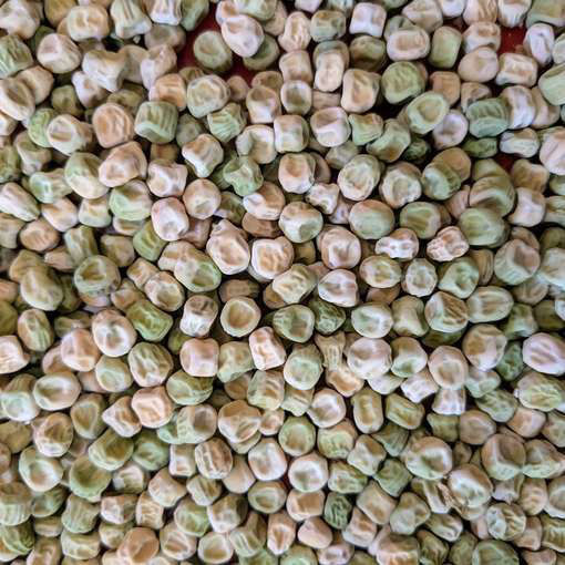 Enviken Shelling Pea
