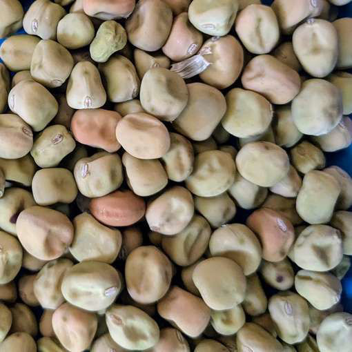 Grötom Blue Pea