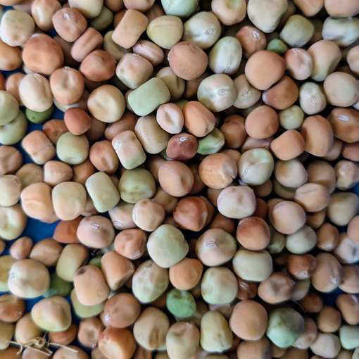 Väse Grey Pea