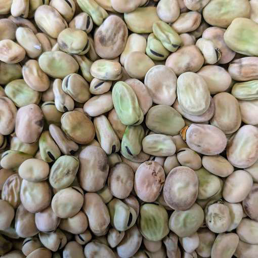 Romfartuna Broad Bean