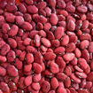 Red Calico Lima Pole Bean