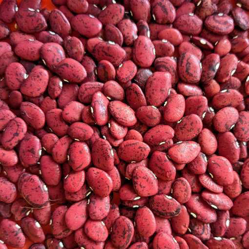 Red Calico Lima Pole Bean