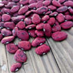 Red Calico Lima Pole Bean
