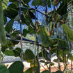 Red Calico Lima Pole Bean