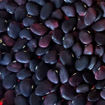 Black Star Lima Pole Bean 