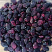 Picture of Black Star Lima Pole Bean