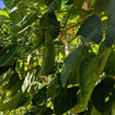 Picture of Black Star Lima Pole Bean