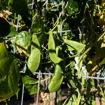 Picture of Black Star Lima Pole Bean