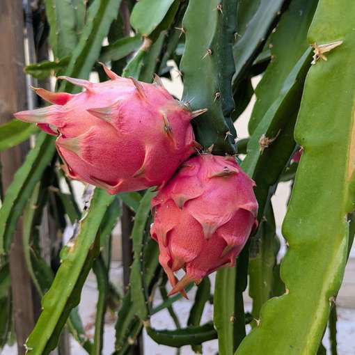 Jindu NOID Dragon Fruit Seeds