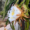 Jindu NOID Dragon Fruit Seeds